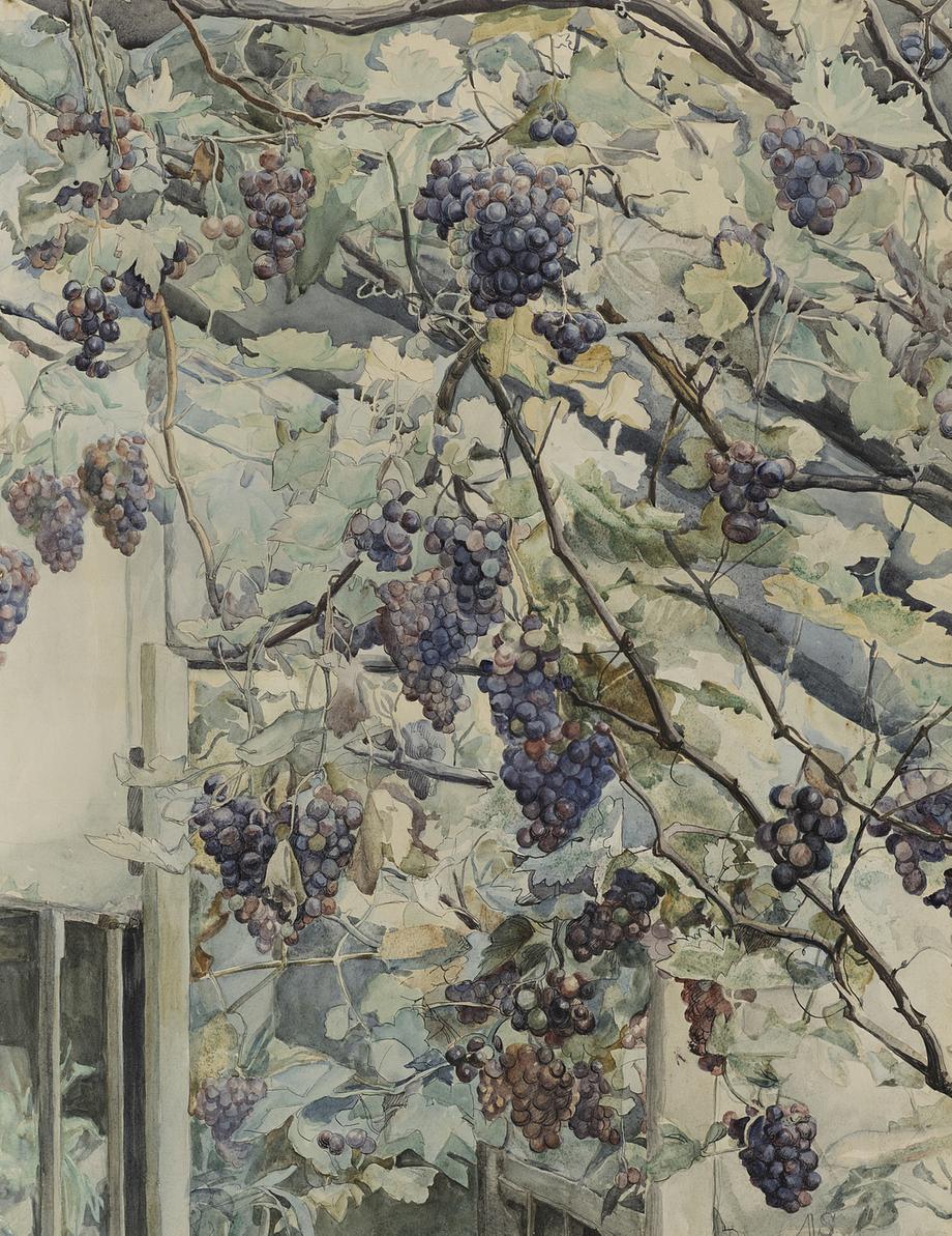 Anna Syberg. 'Grapes in a Greenhouse'. 1903.The Hirschsprung Collection
