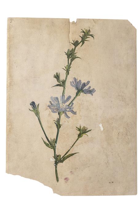 Sigrid Kähler’s study depicts the common chicory; the artist may have drawn and coloured the work while working out in the open air.
