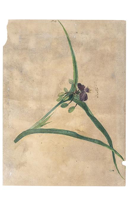 Plant study by Sigrid Kähler; a work found among a major donation of L.A. Ring’s photographs and other archival materials. 
