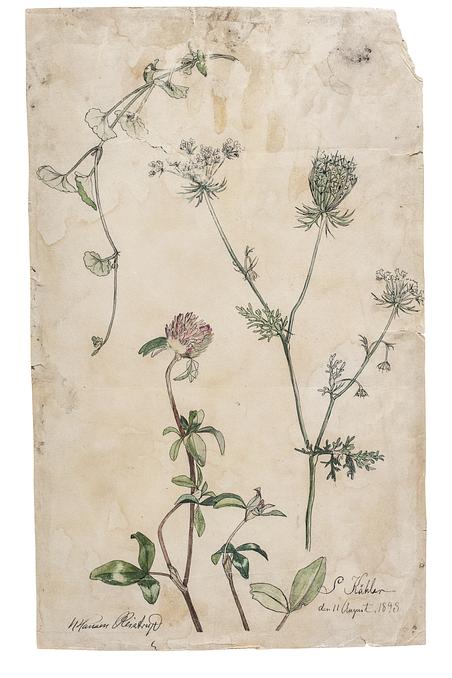 Sigrid Kähler studied red clover and wild carrot for this drawing, which is signed and dated 11 August 1893. 
