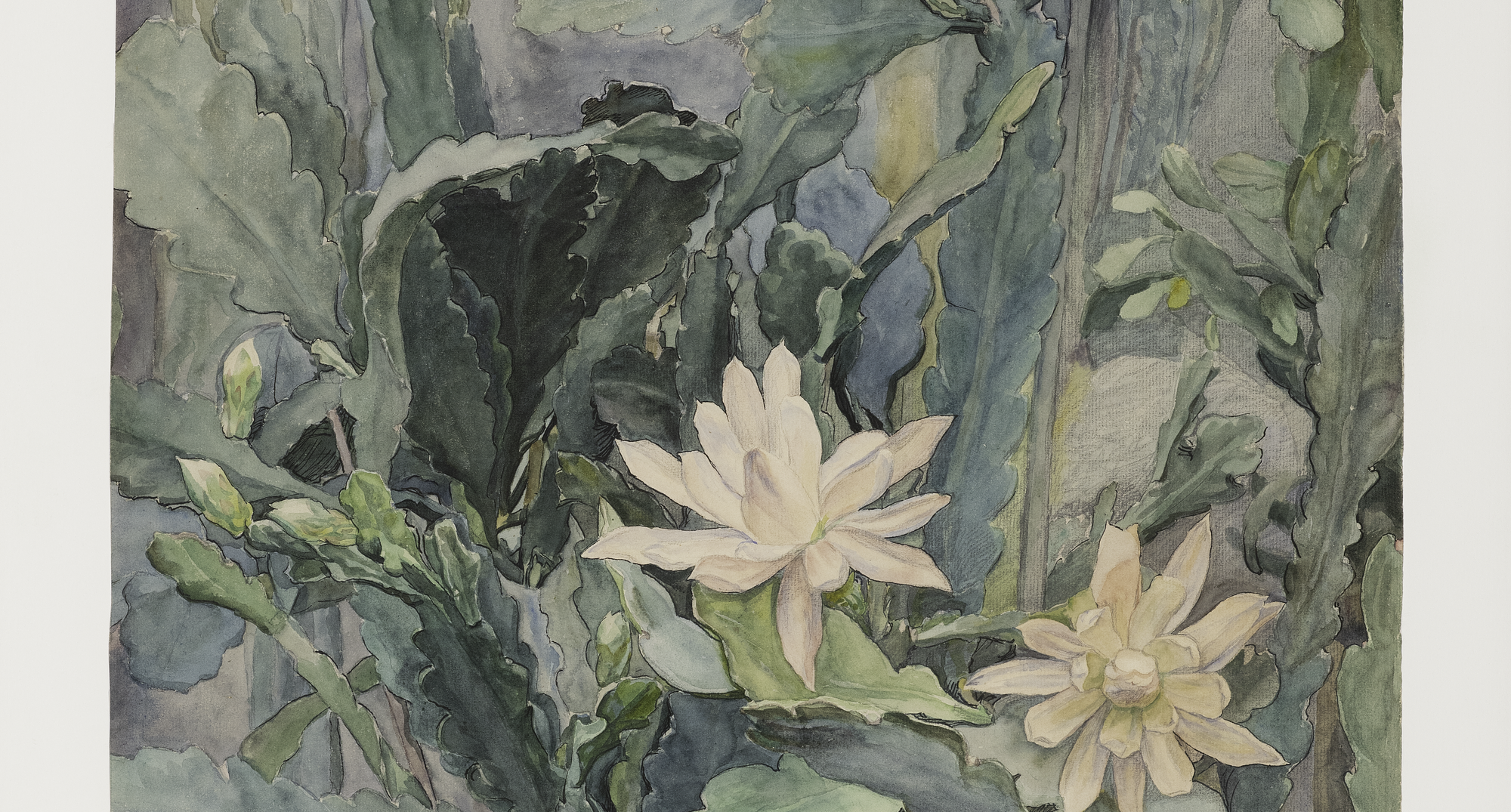 Anna Syberg. Blomstrende bladkaktus, 1903. Akvarel. Faaborg Museum
