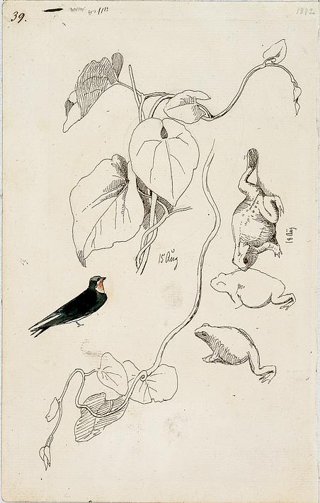 J.Th. Lundbye: 'Tobakspibeplante. Svale. Tudser'. (1842)
